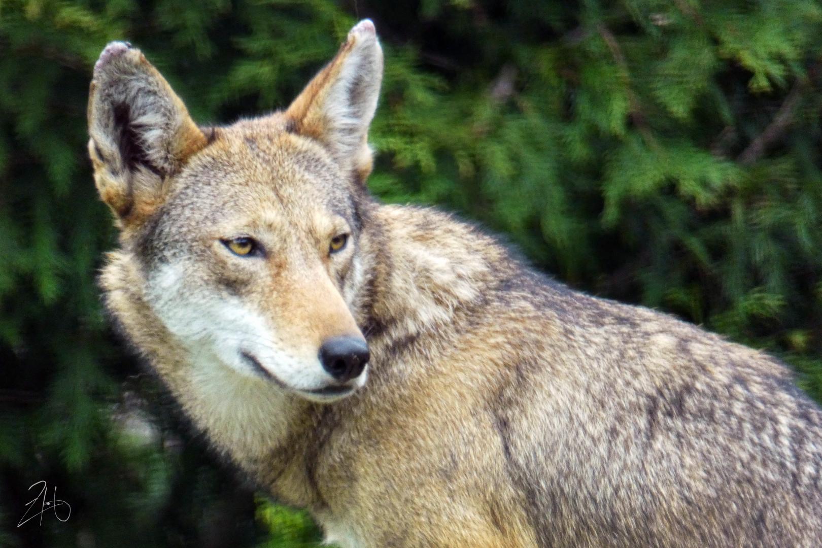 Sep. 2020 - Grizzly Ridge - Red Wolf