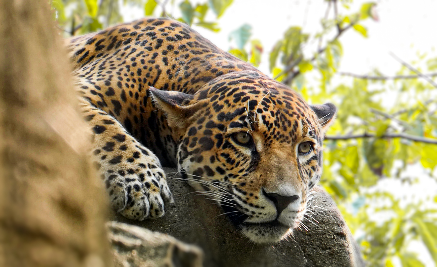 Sep. 2021 - Cat Country - Jaguar