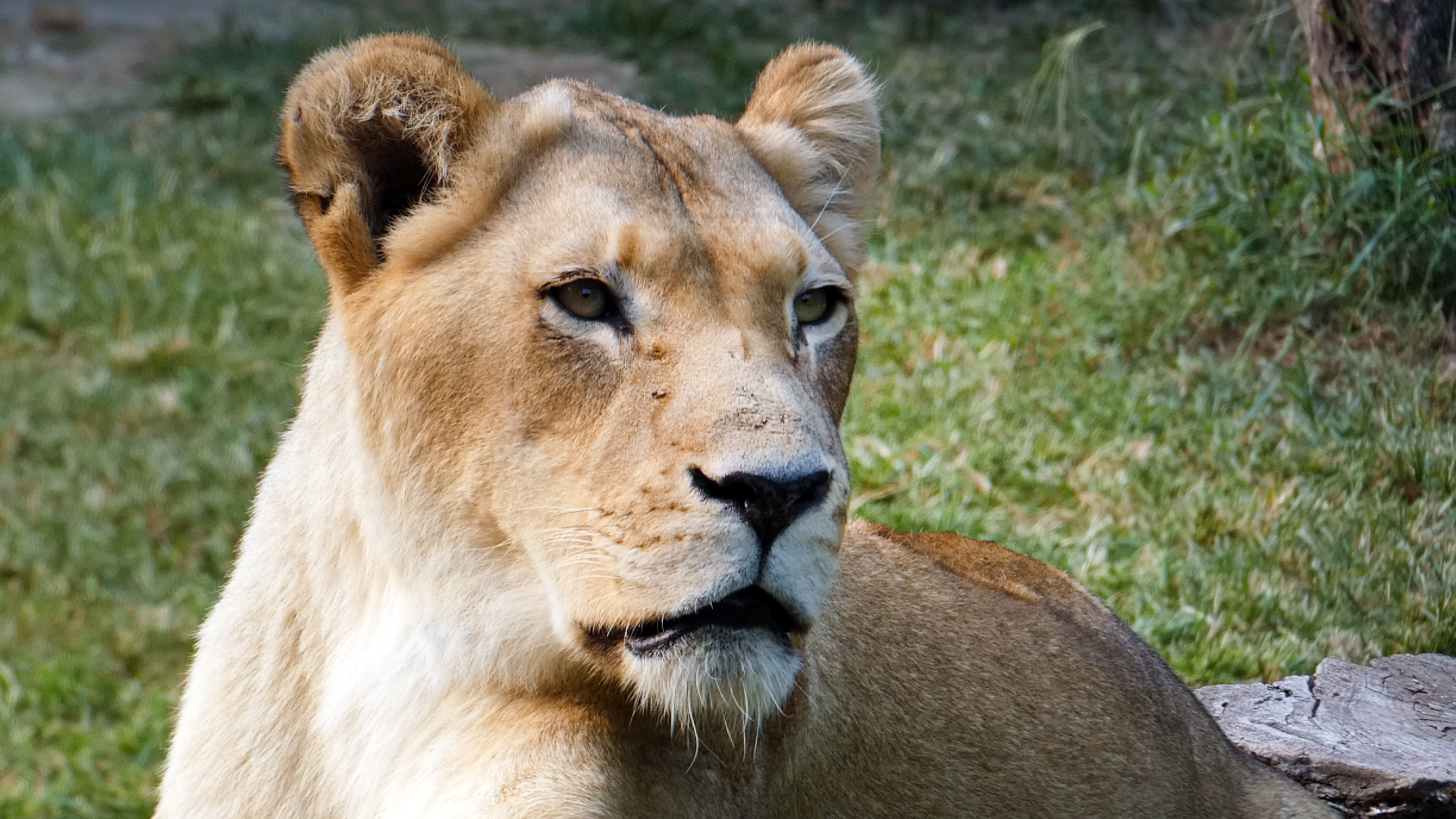 Sep. 2021 - Cat Country - Lioness
