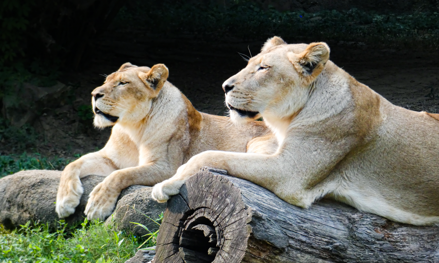 Sep. 2021 - Cat Country - Lionesses