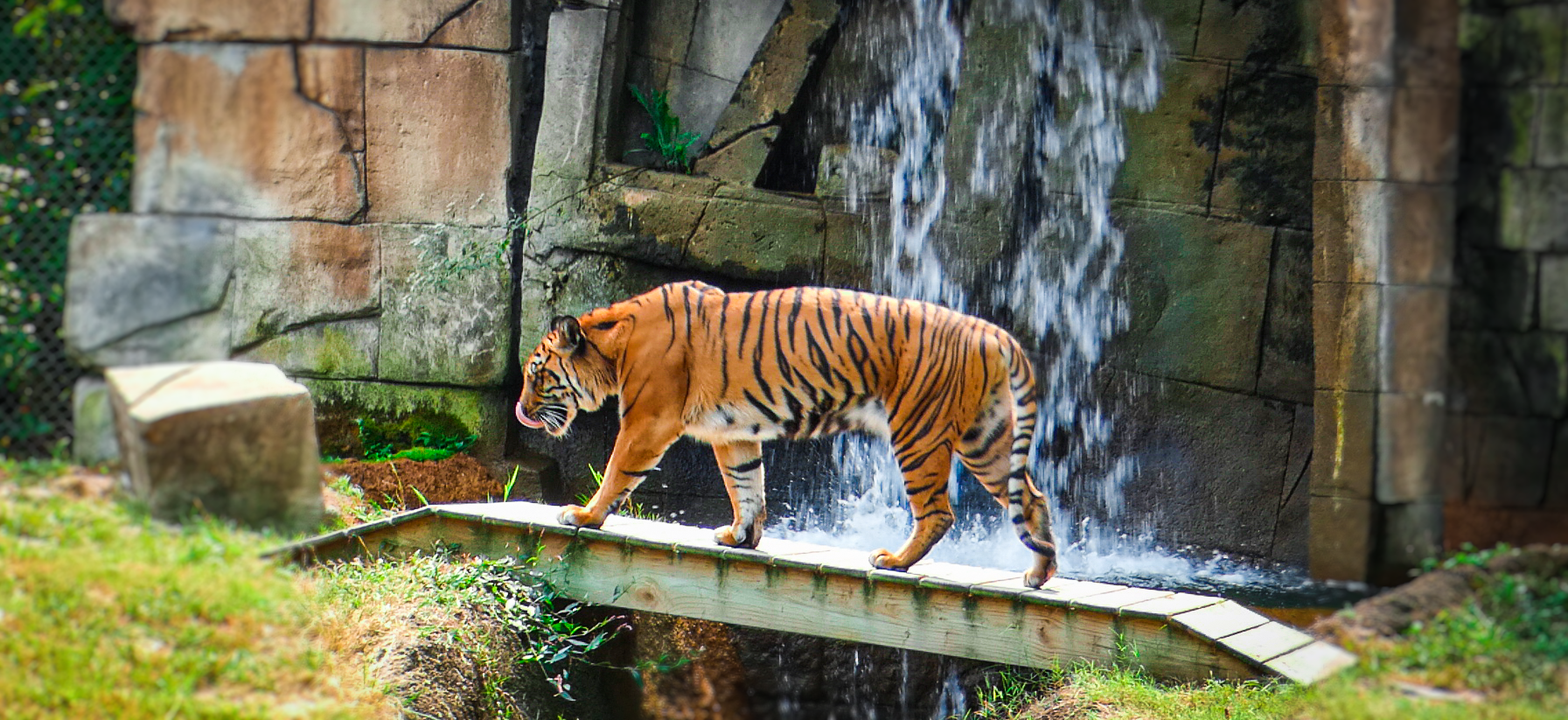 Sep. 2021 - Cat Country - Sumatran Tiger