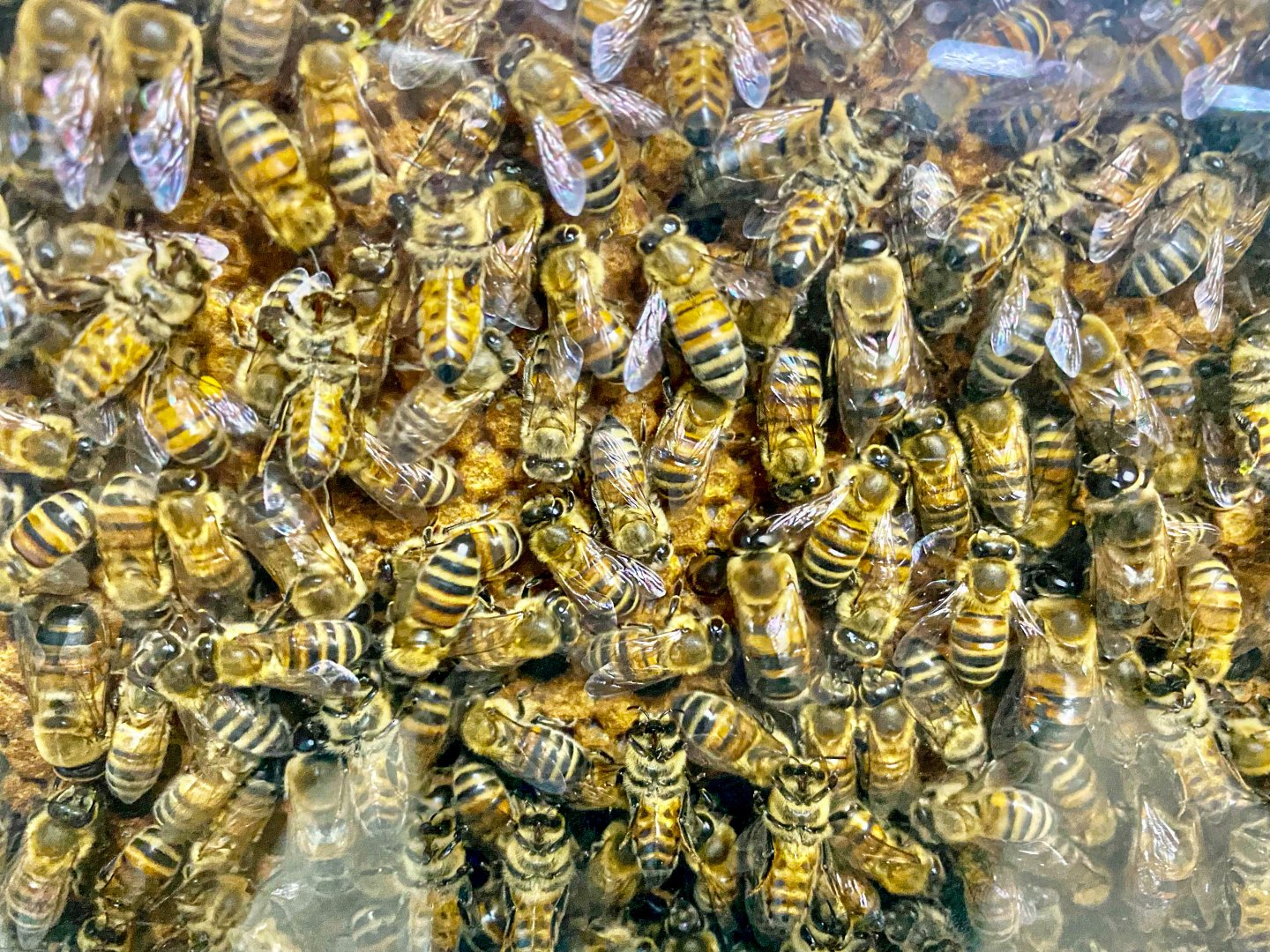 Sep. 2021 - Honey Bees (Stuckey Farm)
