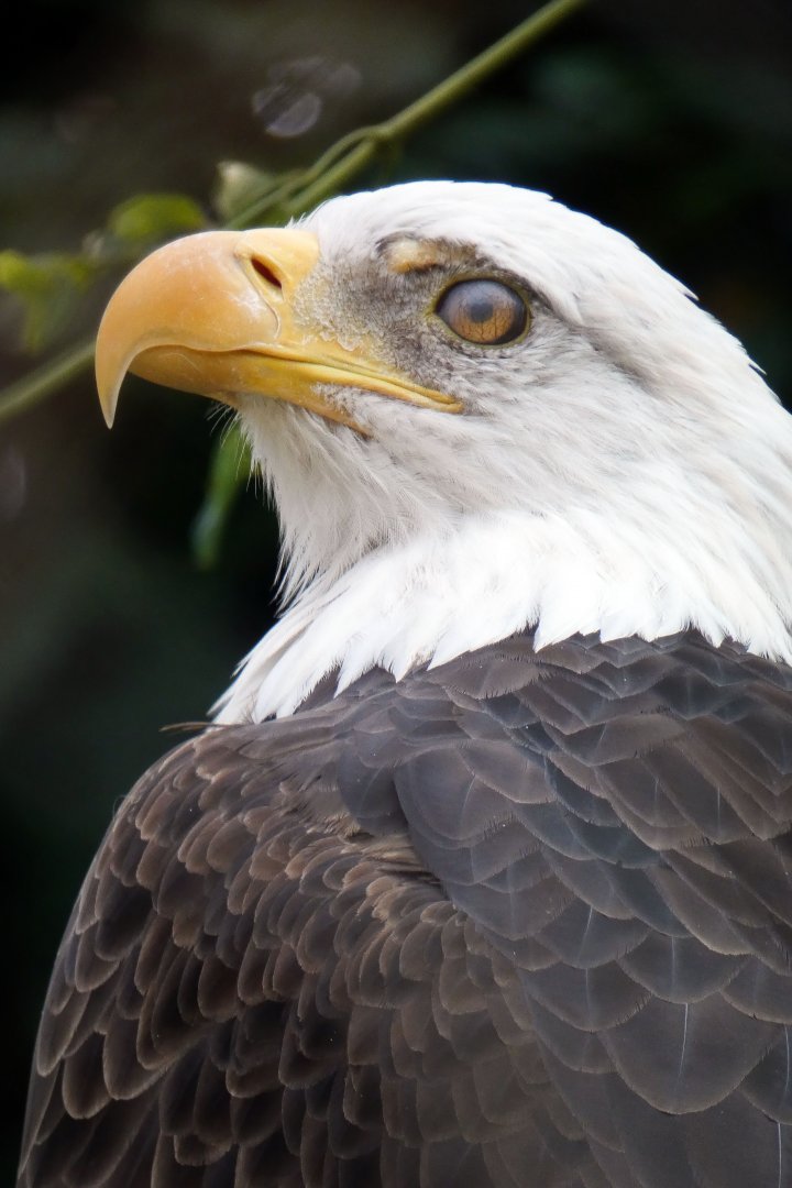 Sep. 2021 - Northwest Passage - Bald Eagle