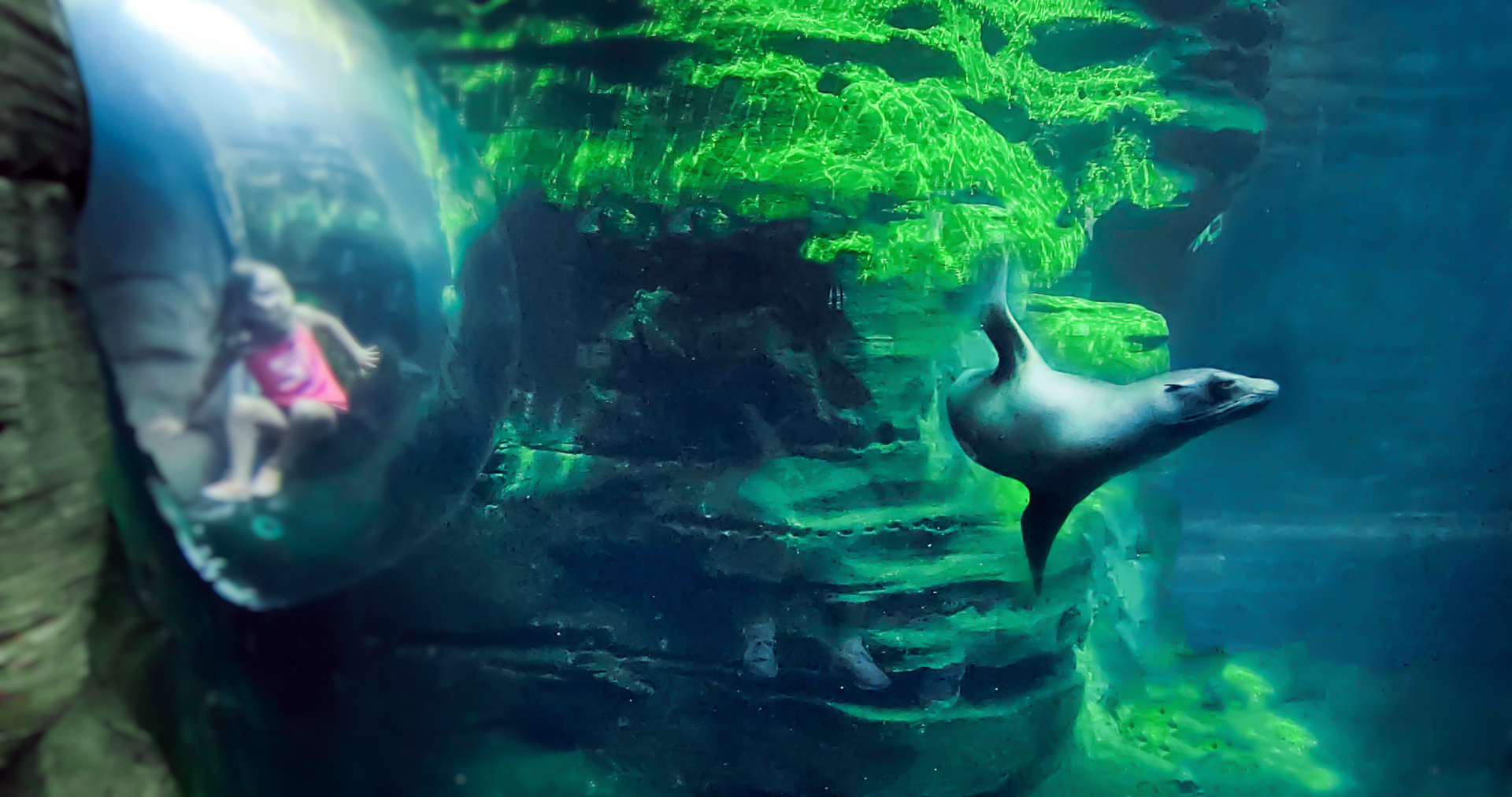 Sep. 2021 - Northwest Passage - California Sea Lion