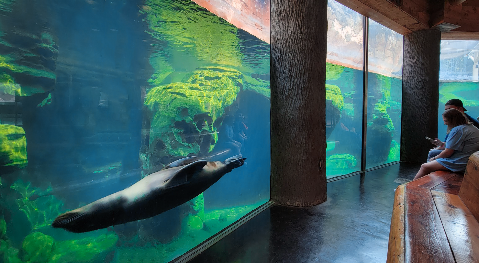 Sep. 2021 - Northwest Passage - California Sea Lion