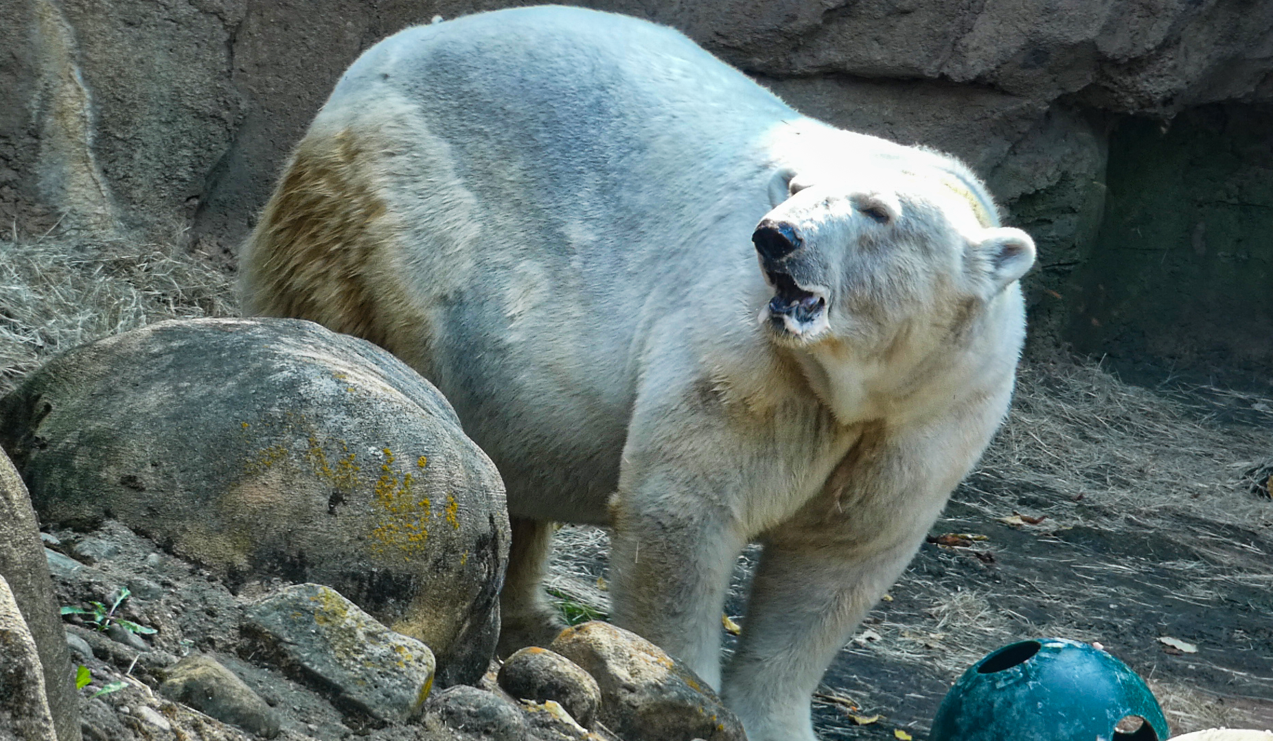 Sep. 2021 - Northwest Passage - Polar Bear