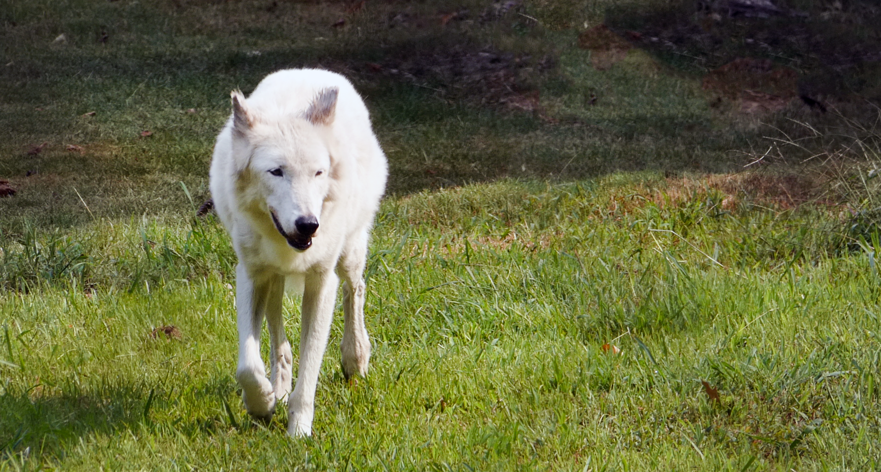 Sep. 2021 - Teton Trek - Grey Wolf