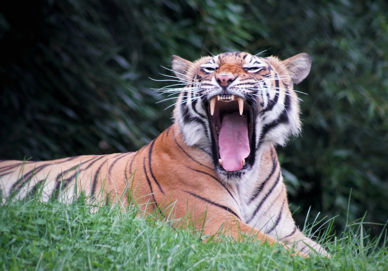 Sep. 2022 - Asian Trek - Malayan Tiger
