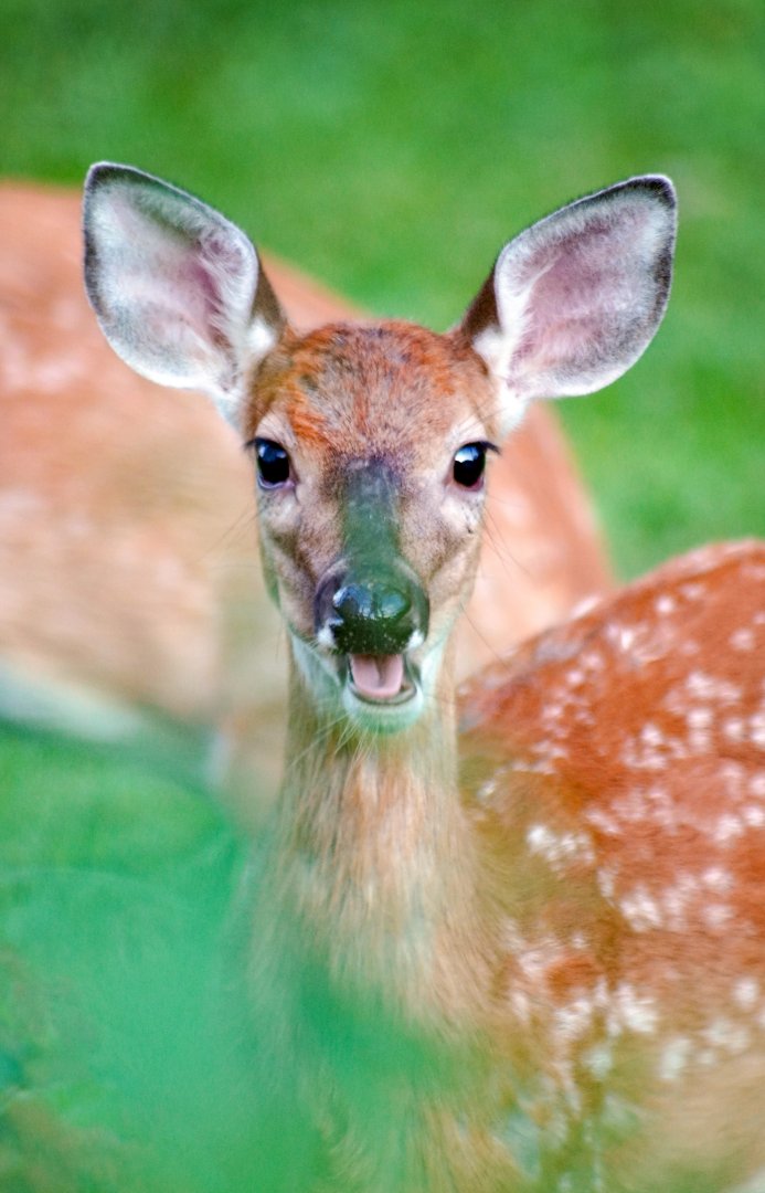 Sep. 2022 - White-tailed Deer Fawn (backyard)