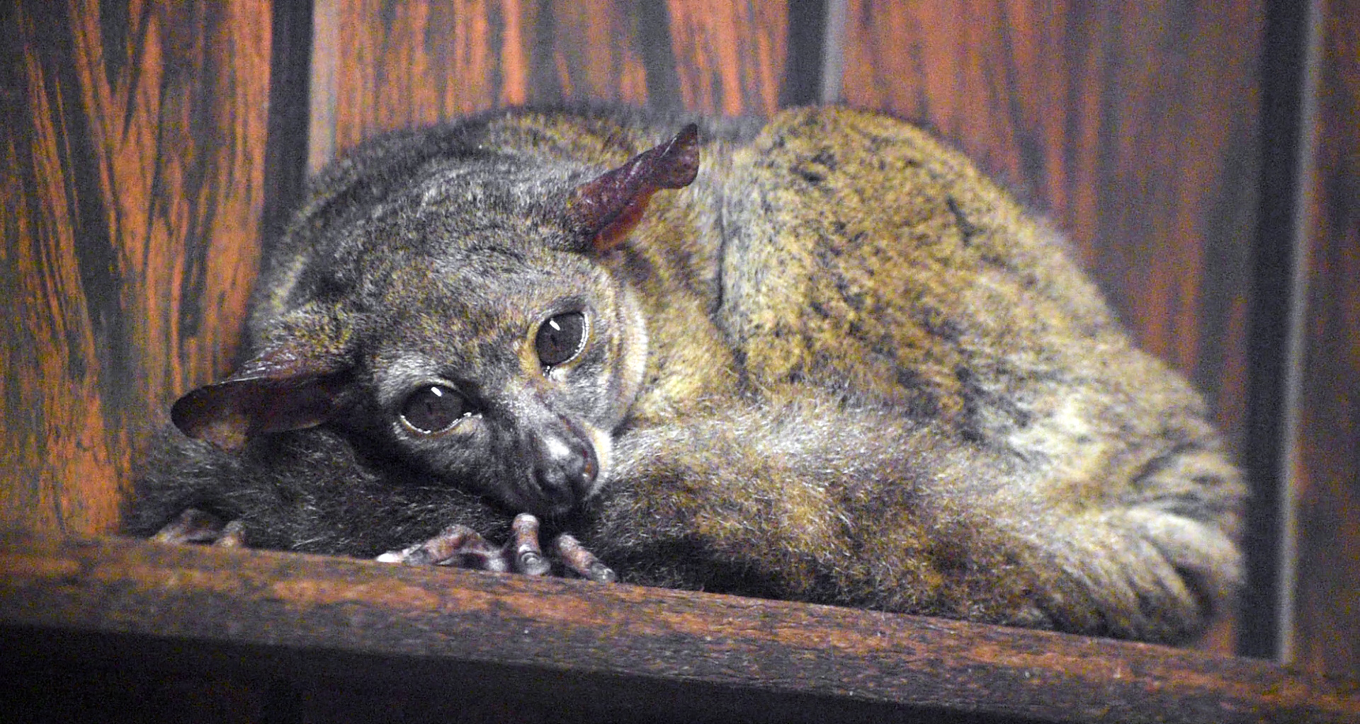 Sep. 2023 - Adventure Cove - Greater Bushbaby