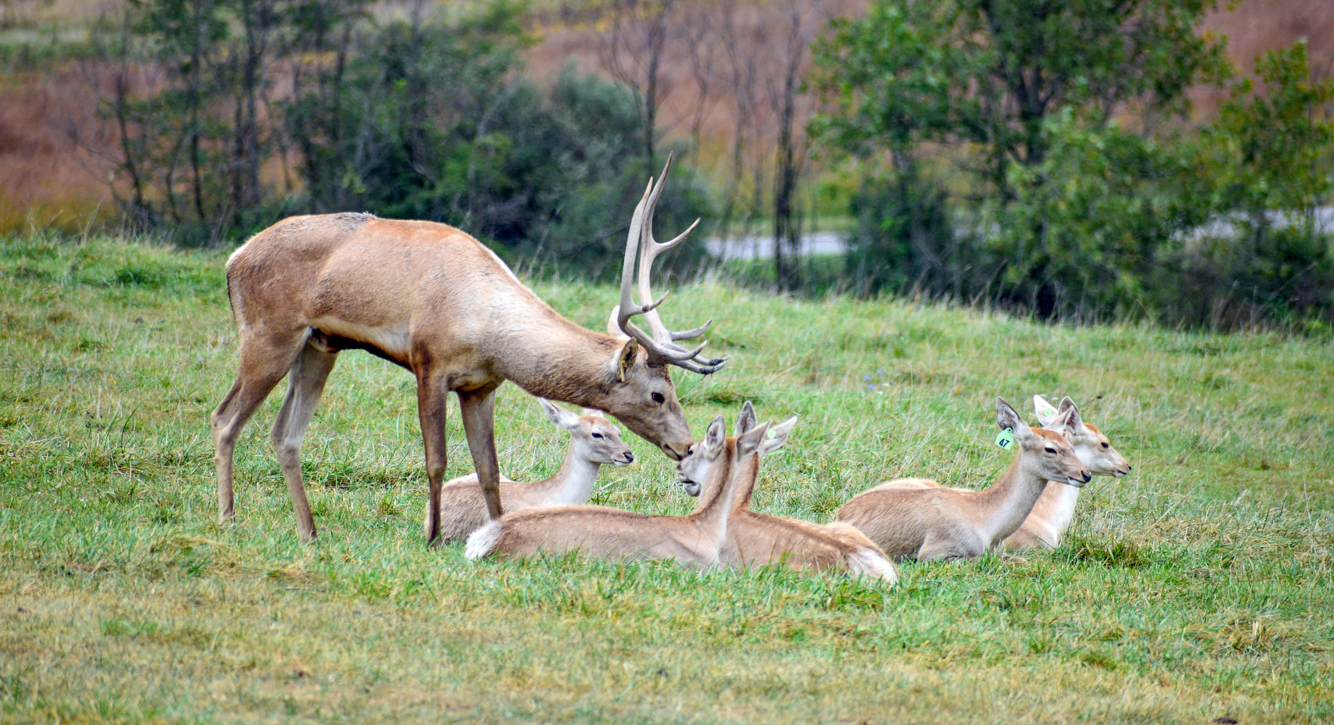 Sep. 2023 - African Pastures - Bactrian Deer
