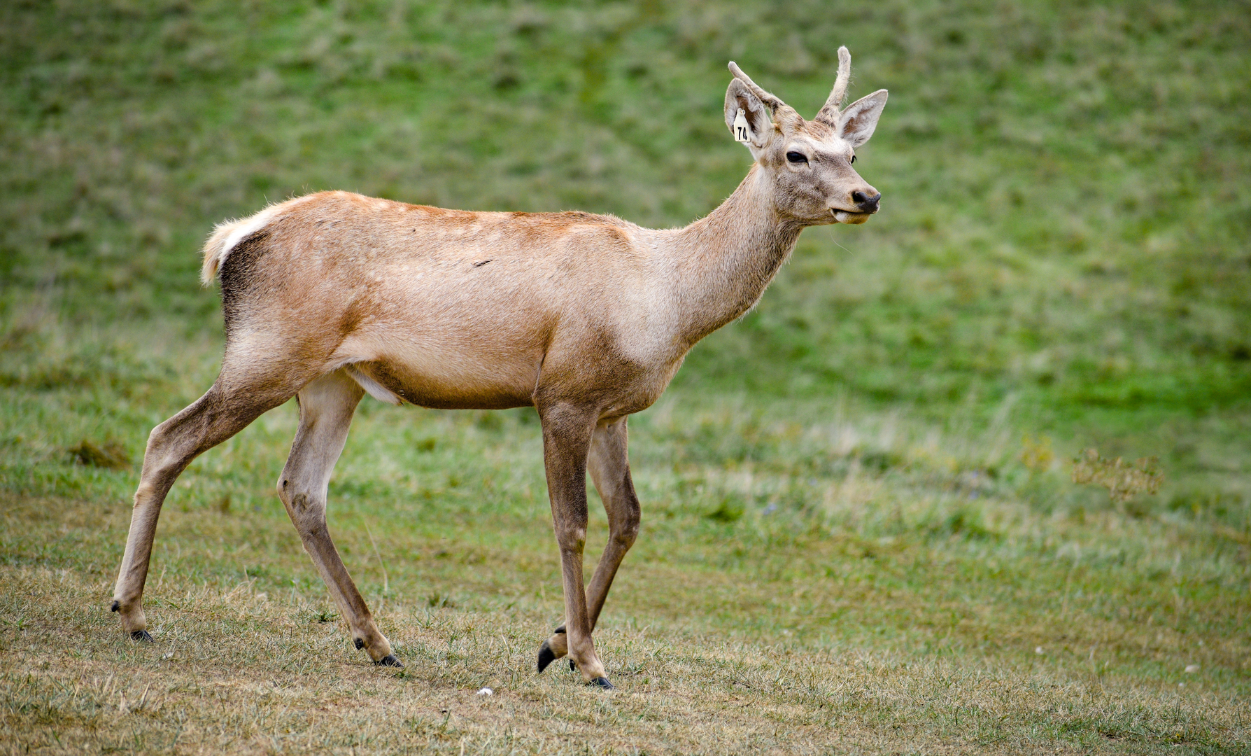 Sep. 2023 - African Pastures - Bactrian Deer