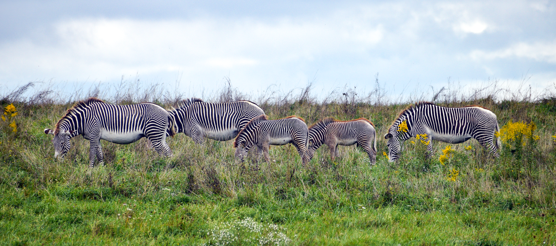 Sep. 2023 - African Pastures - Grevy's Zebras