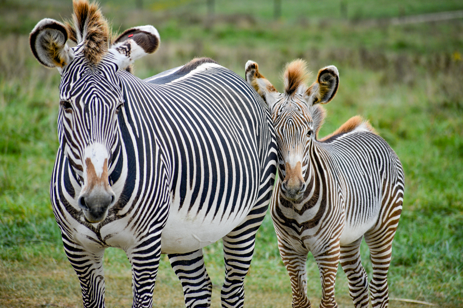 Sep. 2023 - African Pastures - Grevy's Zebras