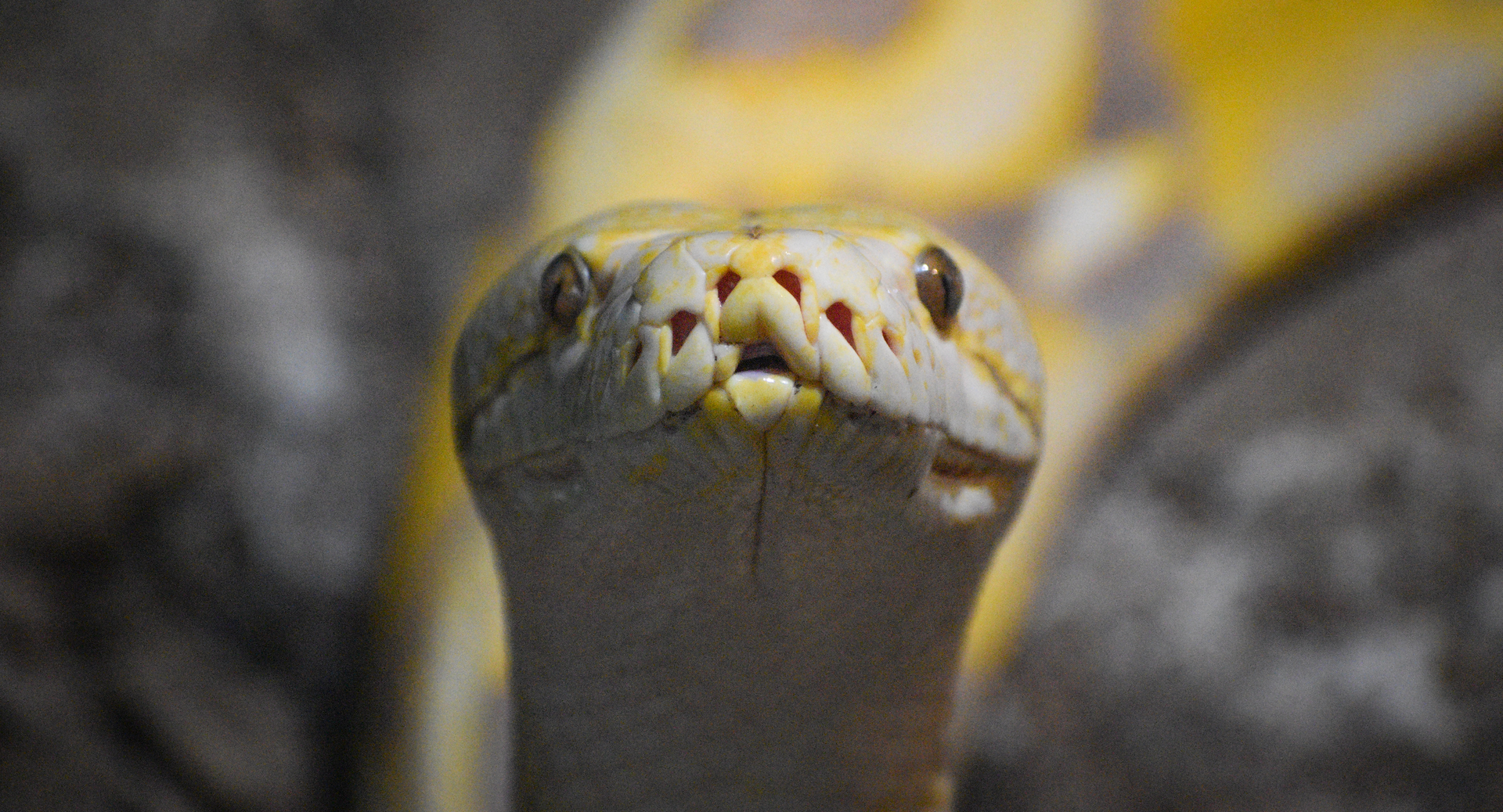 Sep. 2023 - Asia Quest - Reticulated Python