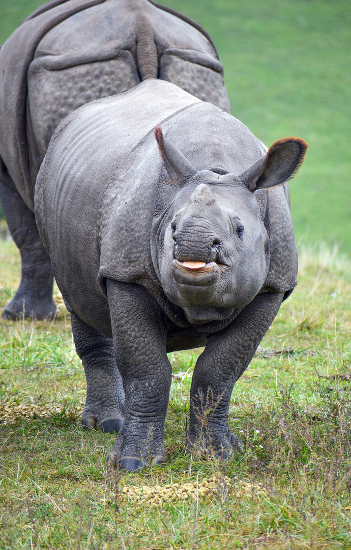 Sep. 2023 - Asian Pastures - Indian Rhinoceros
