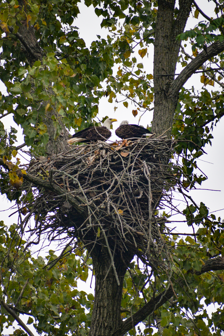Sep. 2023 - Asian Pastures - Nesting Bald Eagles