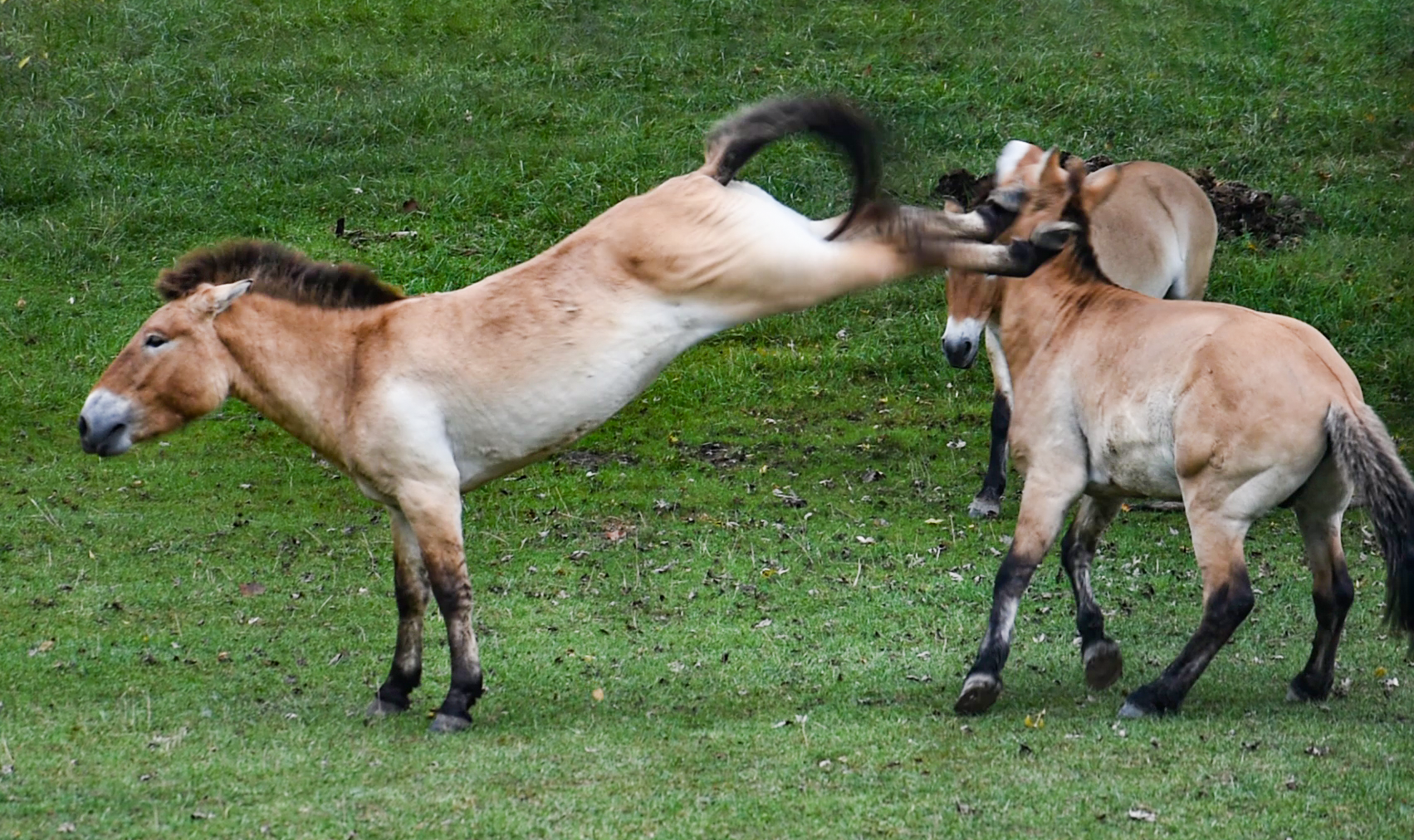 Sep. 2023 - Asian Pastures - Przewalski's Horse Kick