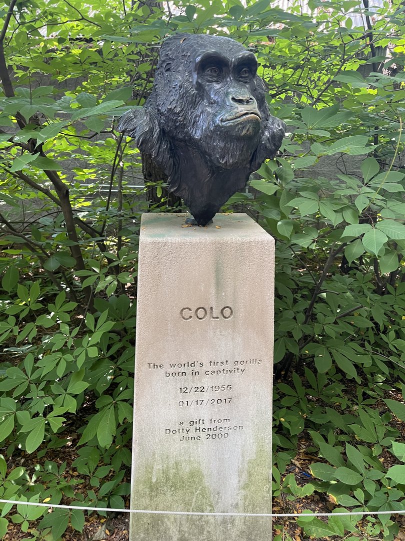 Sep. 2023 - Congo Expedition - Bust of Colo (1956-2017)