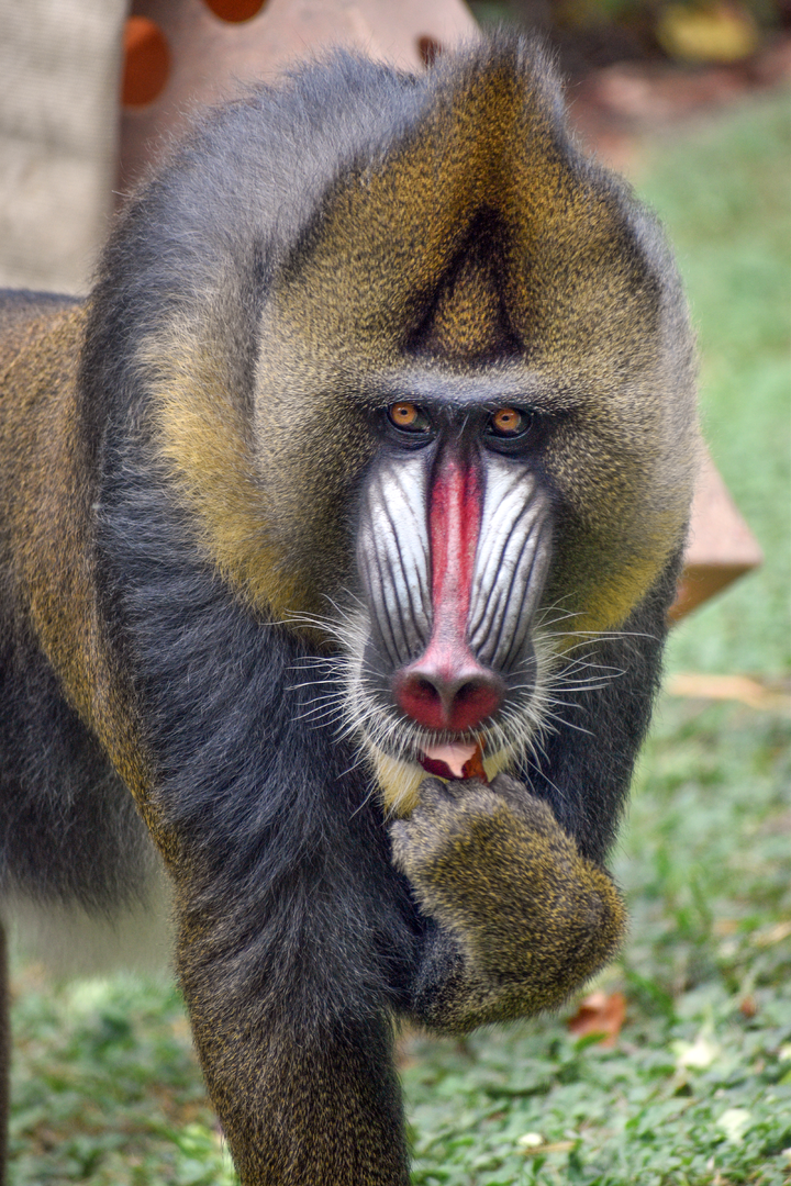 Sep. 2023 - Congo Expedition - Mandrill
