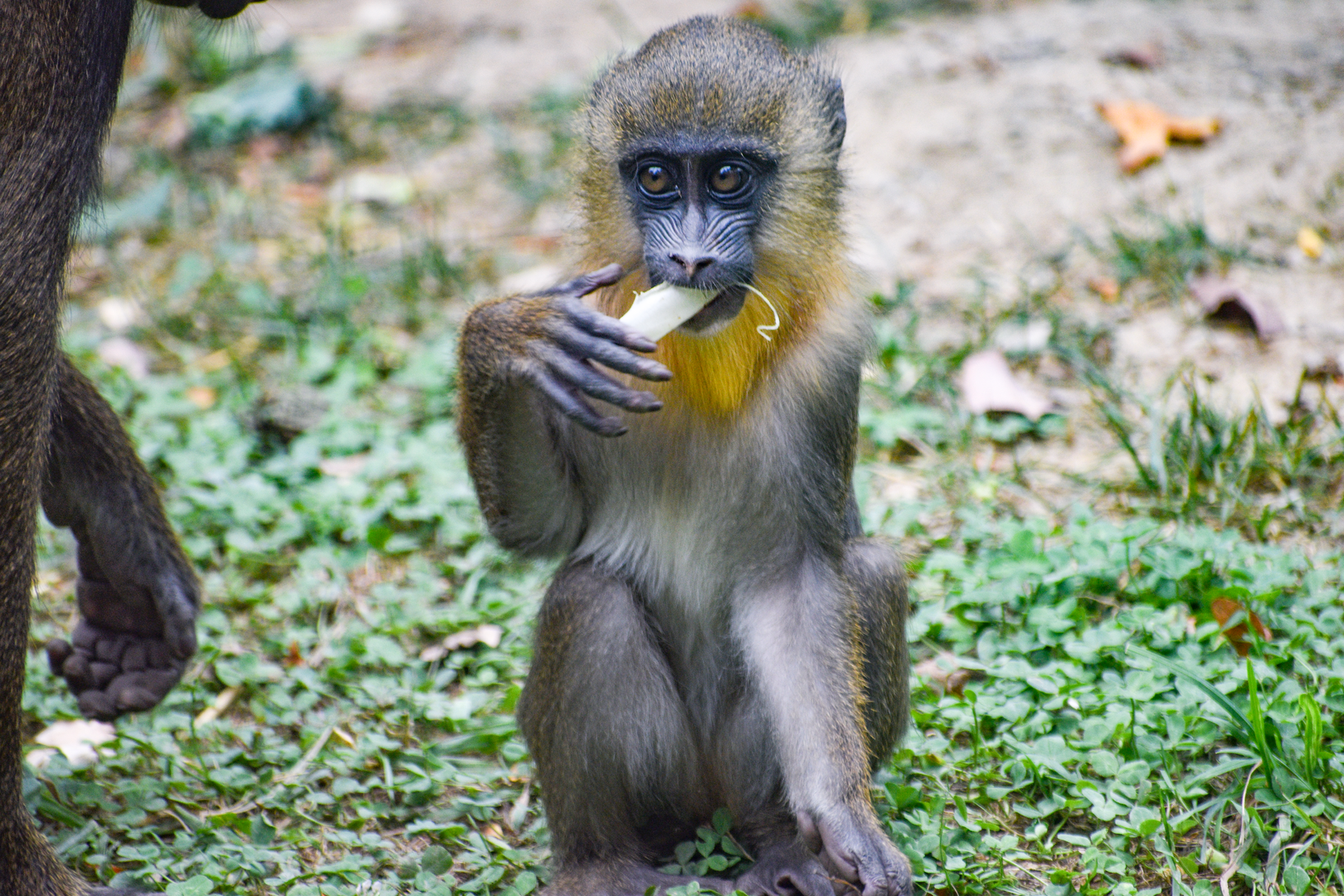 Sep. 2023 - Congo Expedition - Mandrill