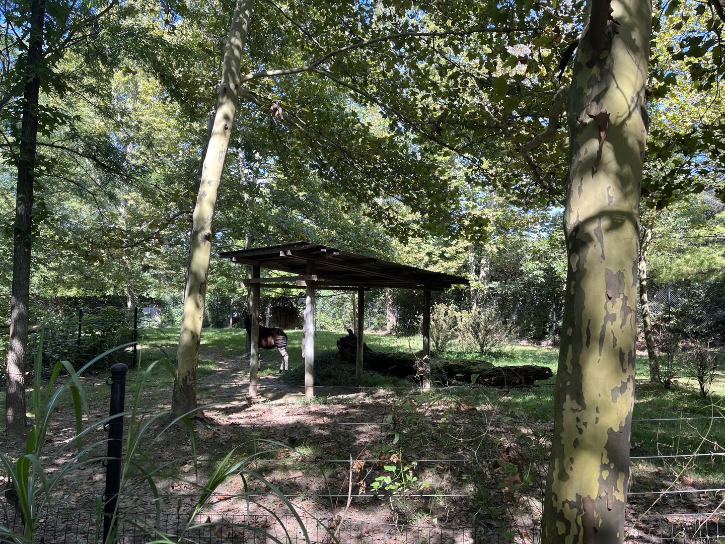 Sep. 2023 - Congo Expedition - Okapi Enclosure