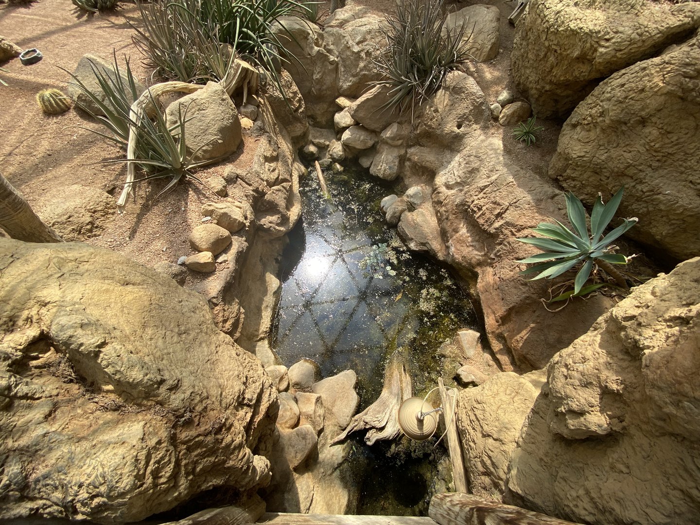 Sep. 2023 - Deserts - Australian Snake-necked Turtle Exhibit