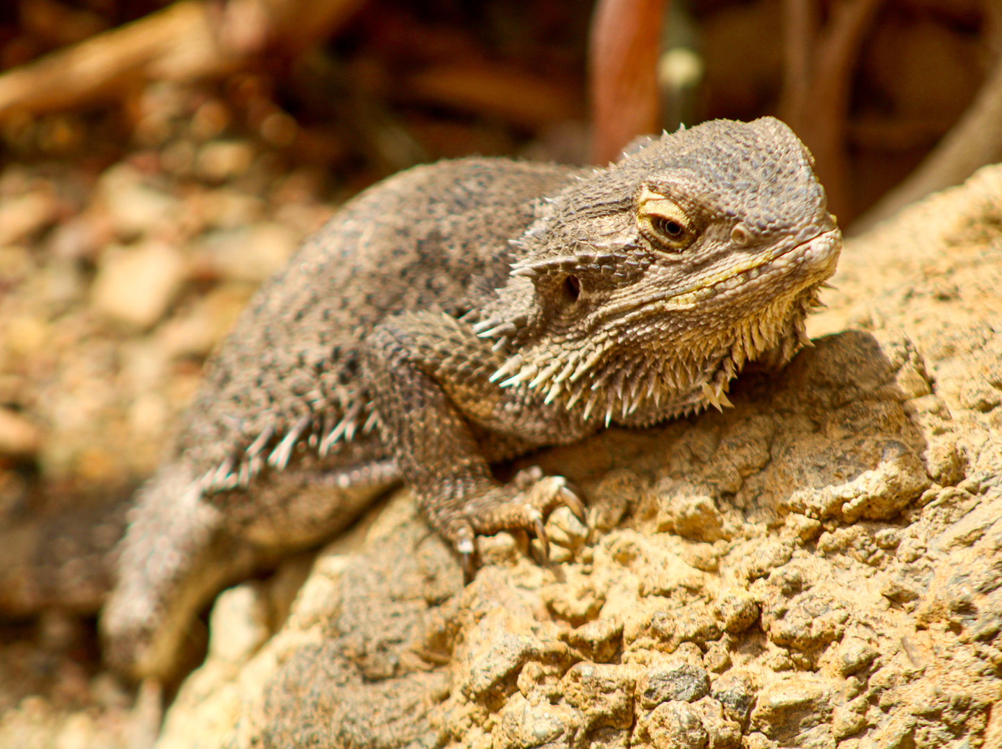 Sep. 2023 - Deserts - Bearded Dragon