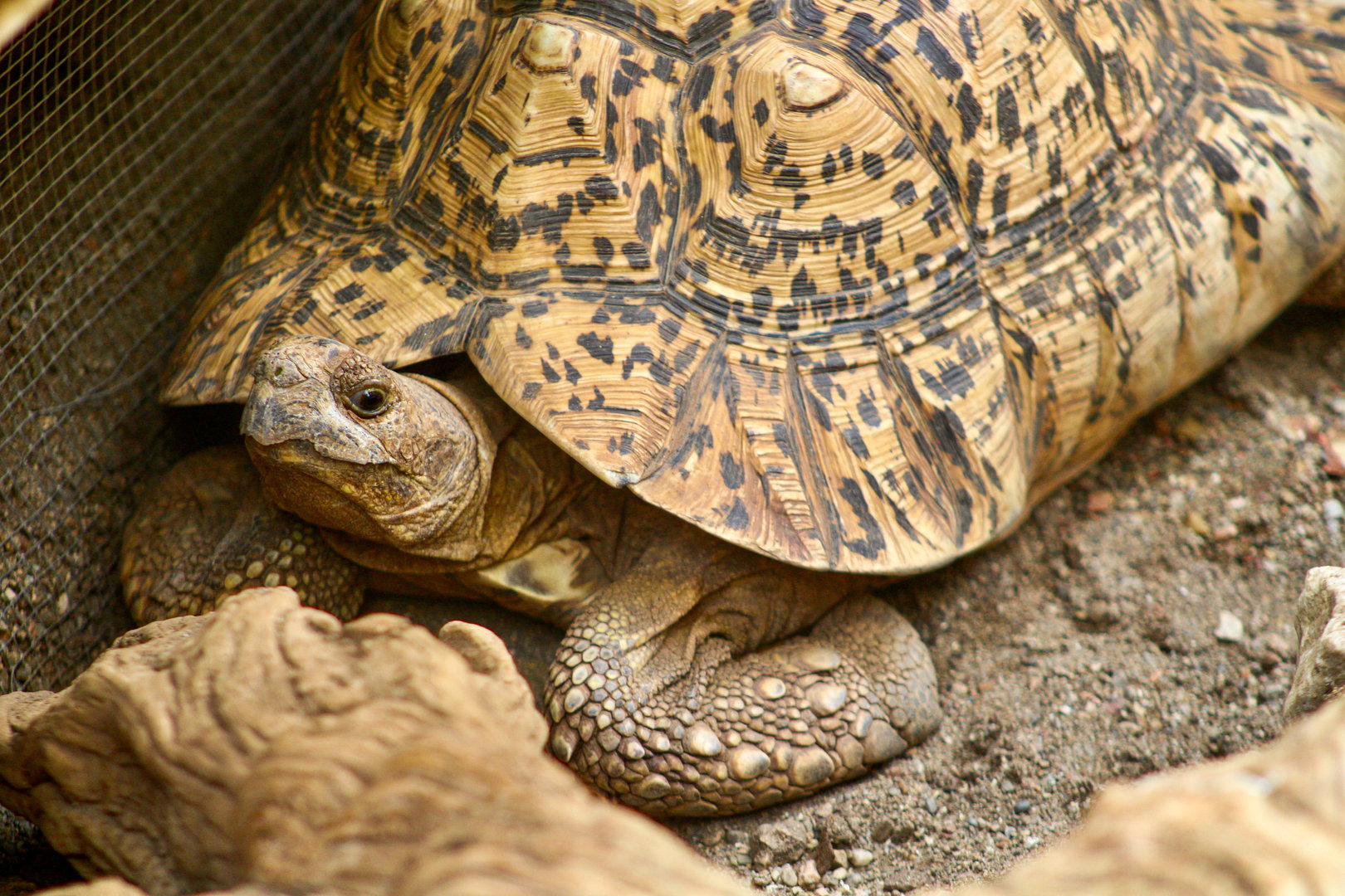 Sep. 2023 - Deserts - Leopard Tortoise