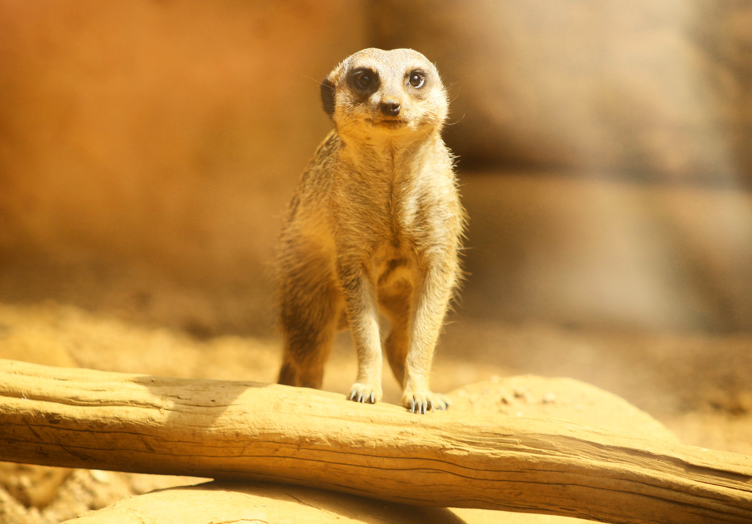 Sep. 2023 - Deserts - Meerkat