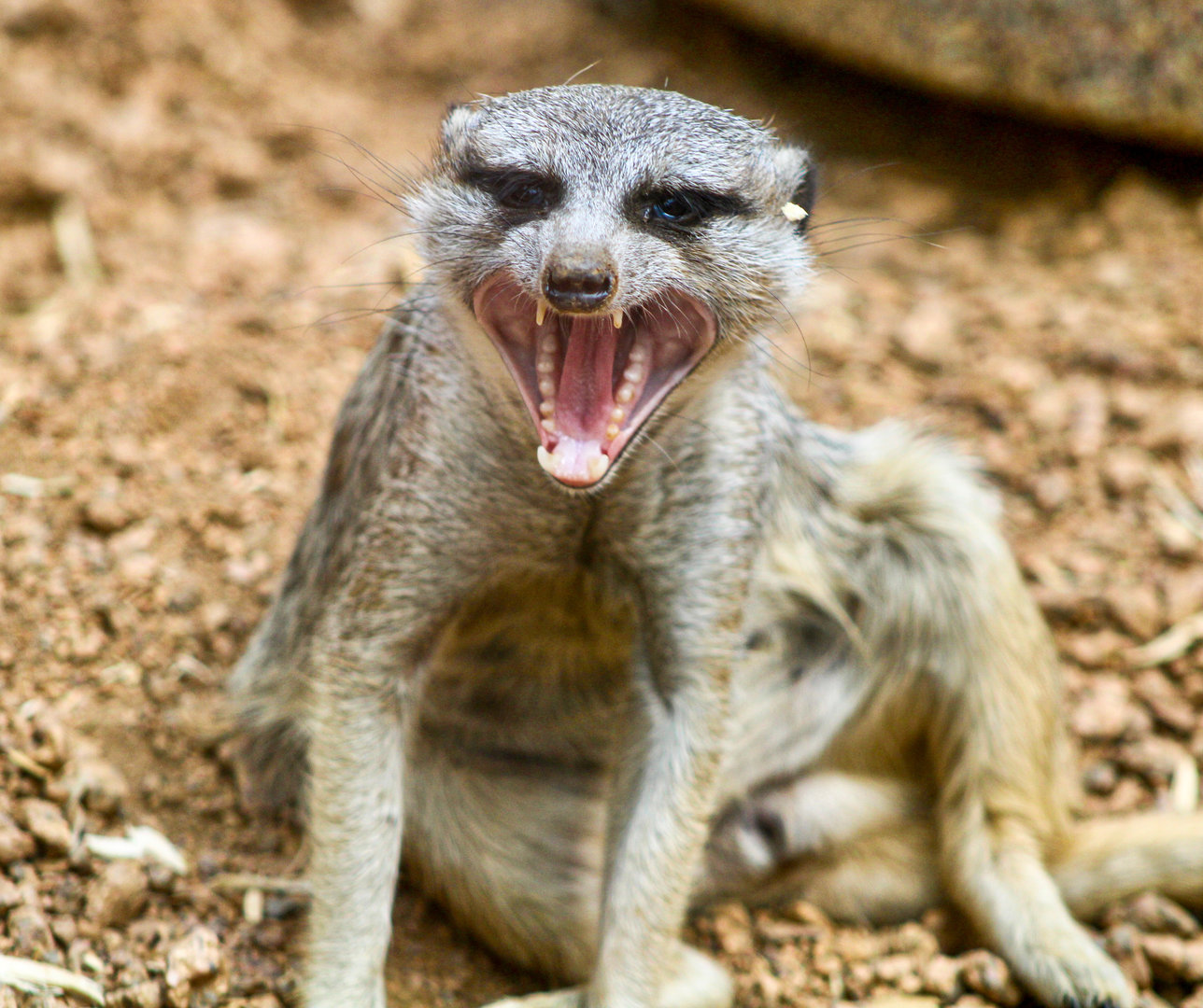 Sep. 2023 - Deserts - Meerkat