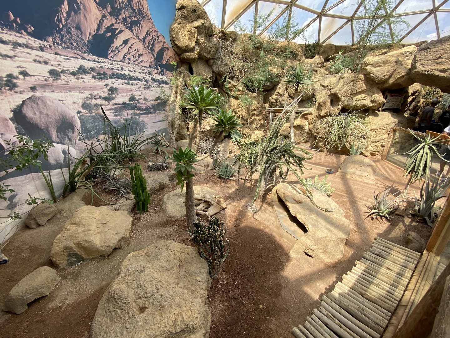 Sep. 2023 - Deserts - Mixed Species Exhibit