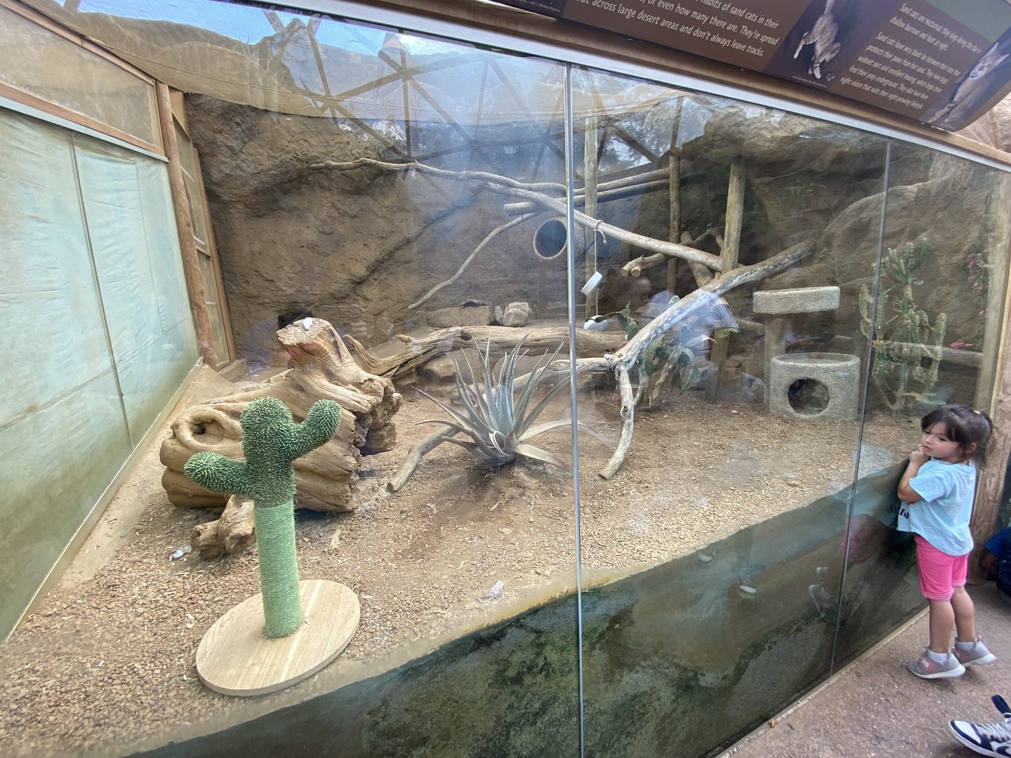 Sep. 2023 - Deserts - New! Sand Cat Exhibit