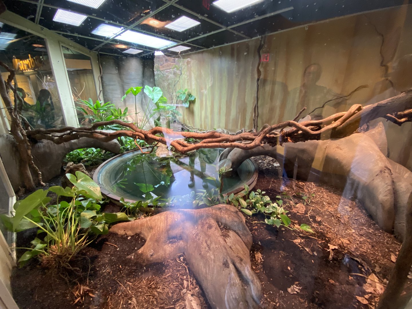 Sep. 2023 - Deserts - Reticulated Python Exhibit