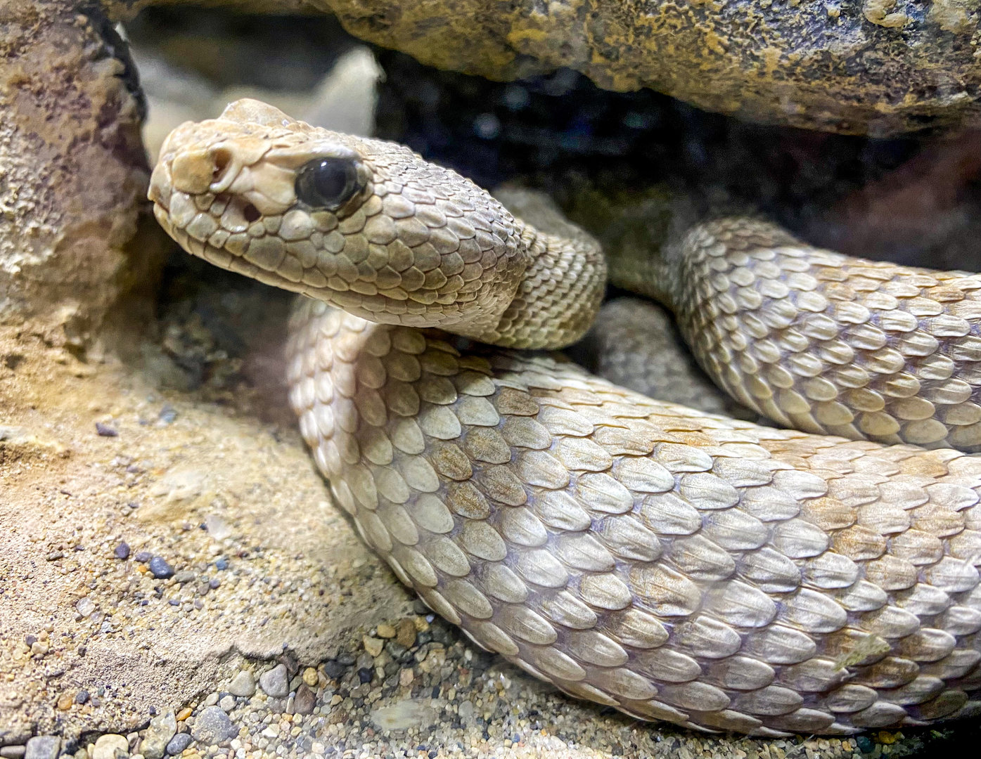 Sep. 2023 - Deserts - Santa Catalina Island Rattlesnake