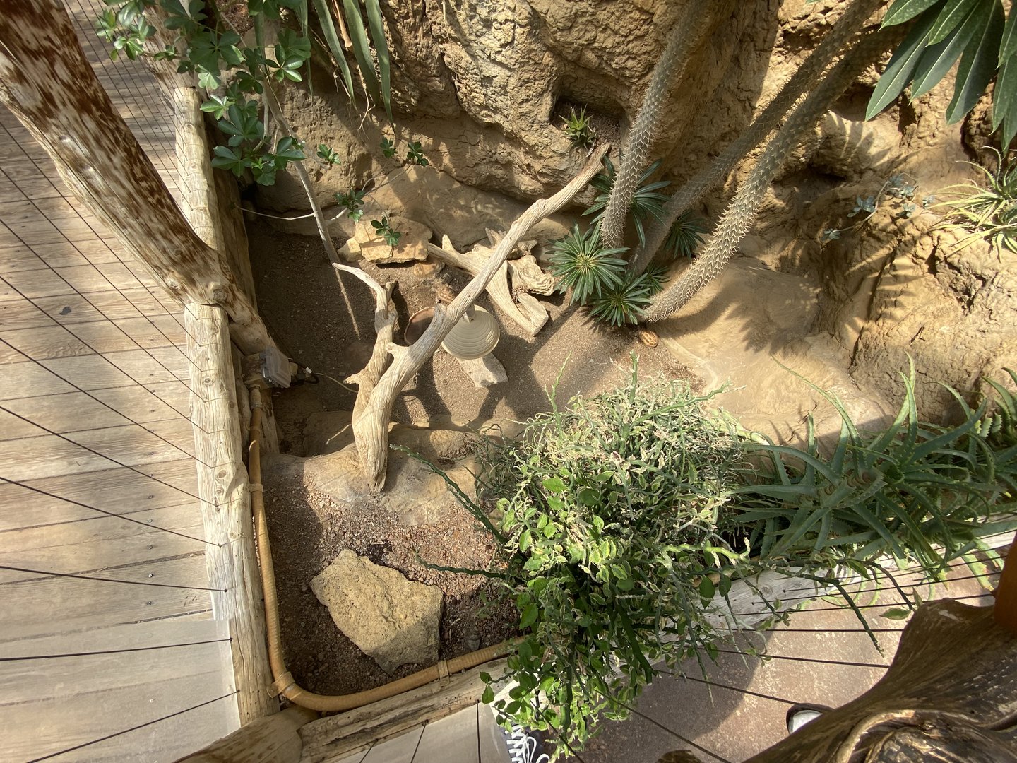 Sep. 2023 - Deserts - Spider Tortoise Exhibit