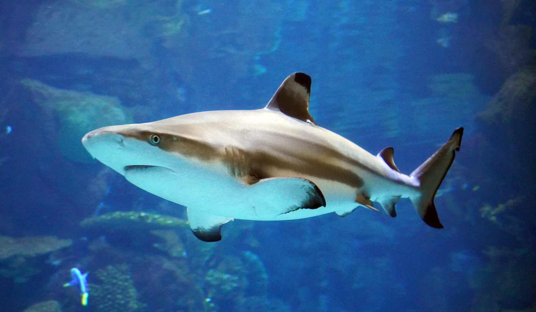 Sep. 2023 - Discovery Reef - Blacktip Reef Shark