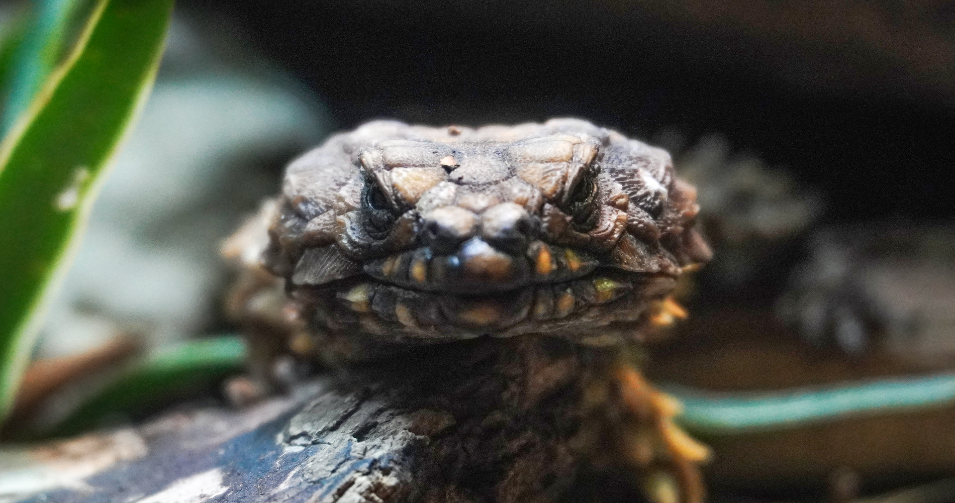 Sep. 2023 - Dragons! - Armadillo Lizard