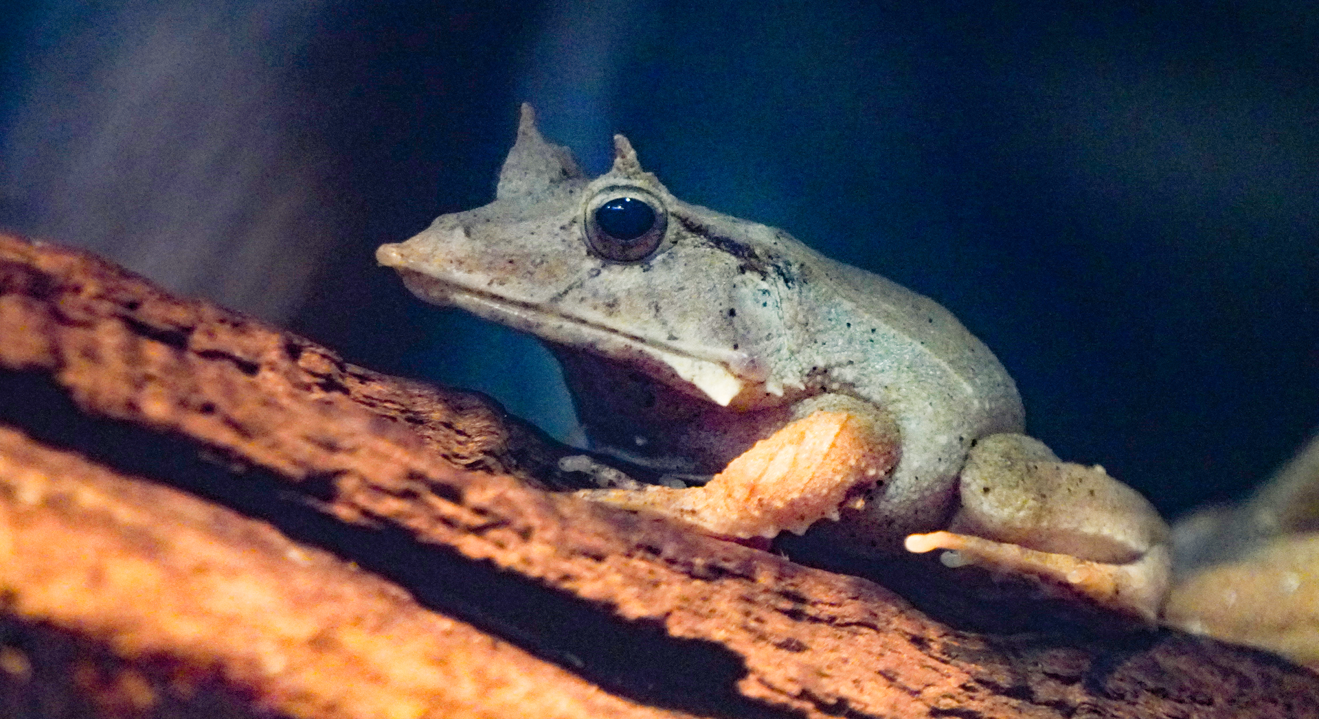 Sep. 2023 - Dragons! Solomon Island Leaf Frog