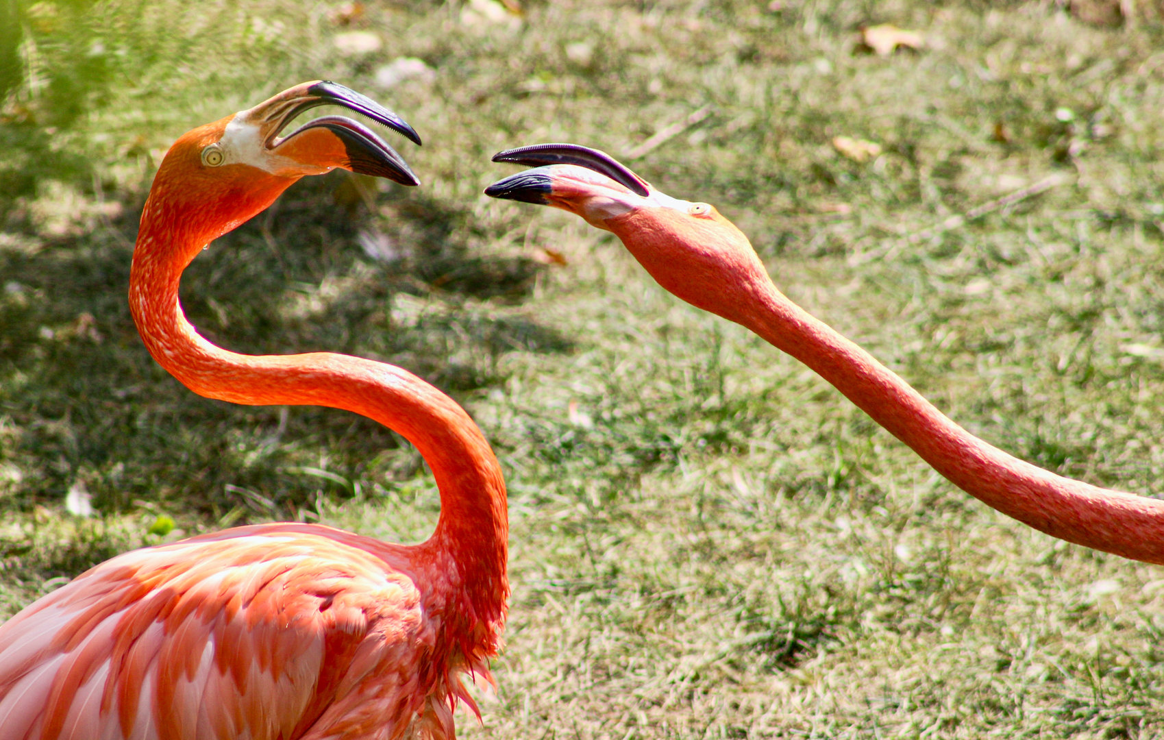 Sep. 2023 - Flights of Fancy - Caribbean Flamingos