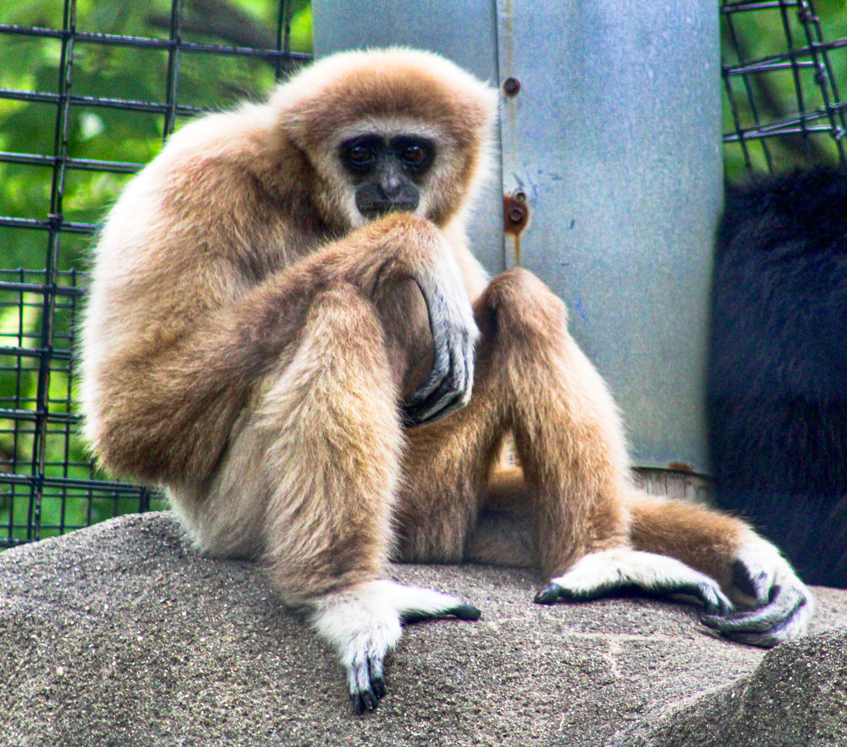 Sep. 2023 - Forests - White-handed Gibbon