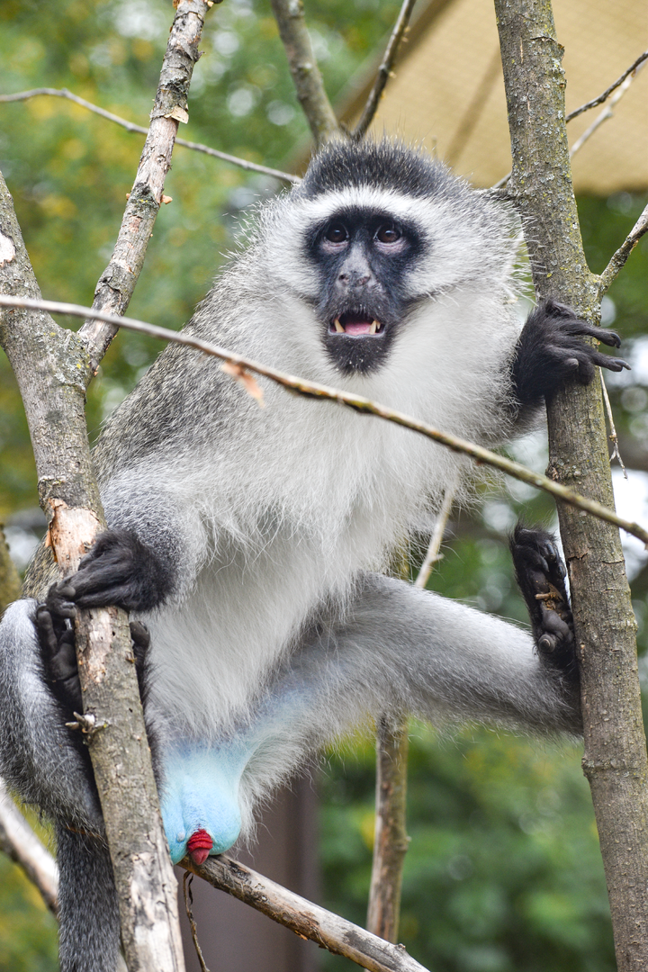 Sep. 2023 - Heart of Africa - Vervet Monkey