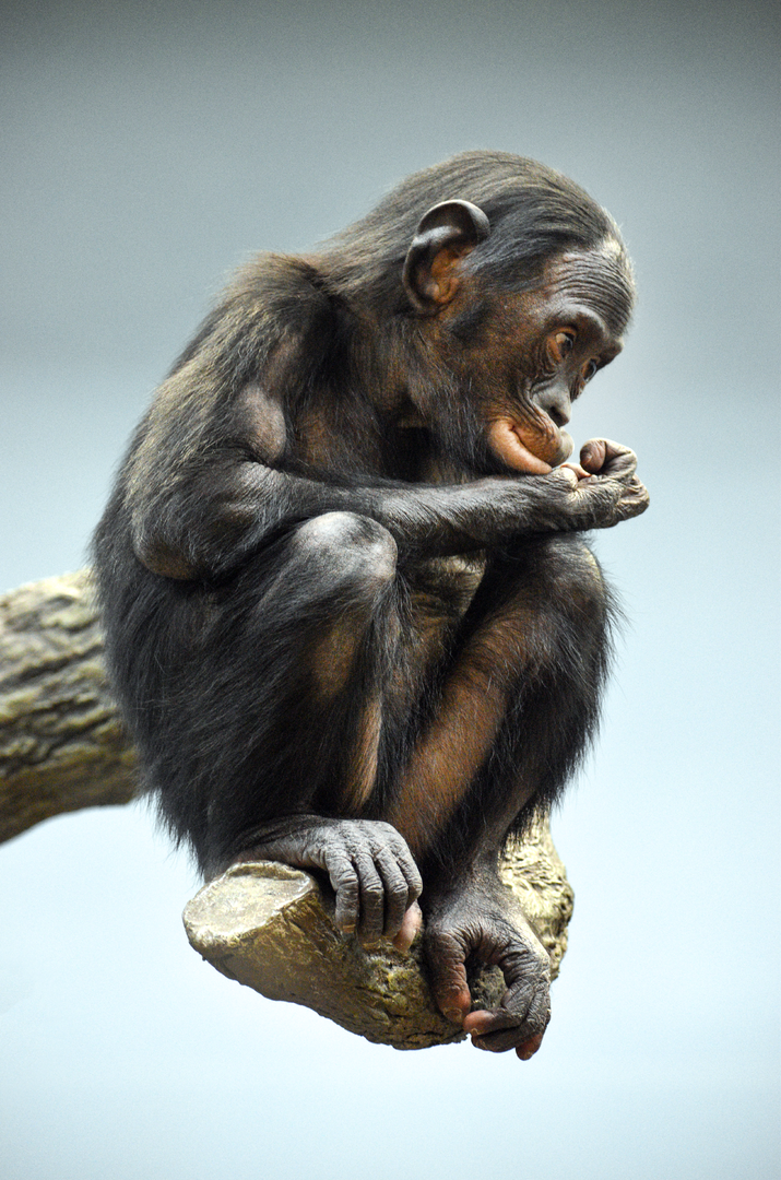 Sep. 2023 - Jungle Trails - Bonobo (Amali)