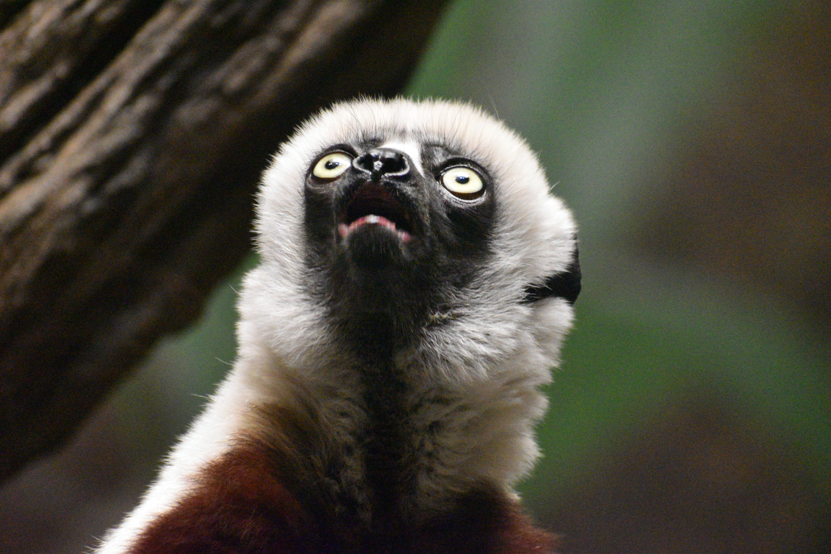 Sep. 2023 - Jungle Trails - Coquerel's Sifaka