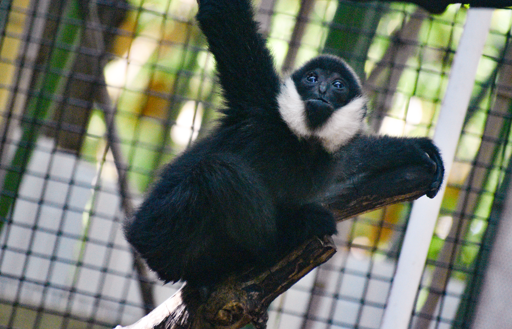 Sep. 2023 - Jungle Trails - Kip - Northern White-cheeked Gibbon (being raised by Buff-cheeked Gibbons)