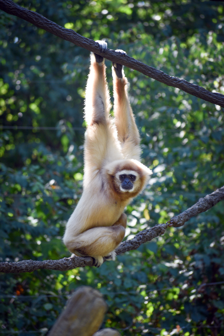 Sep. 2023 - Jungle Trails - White-handed Gibbon