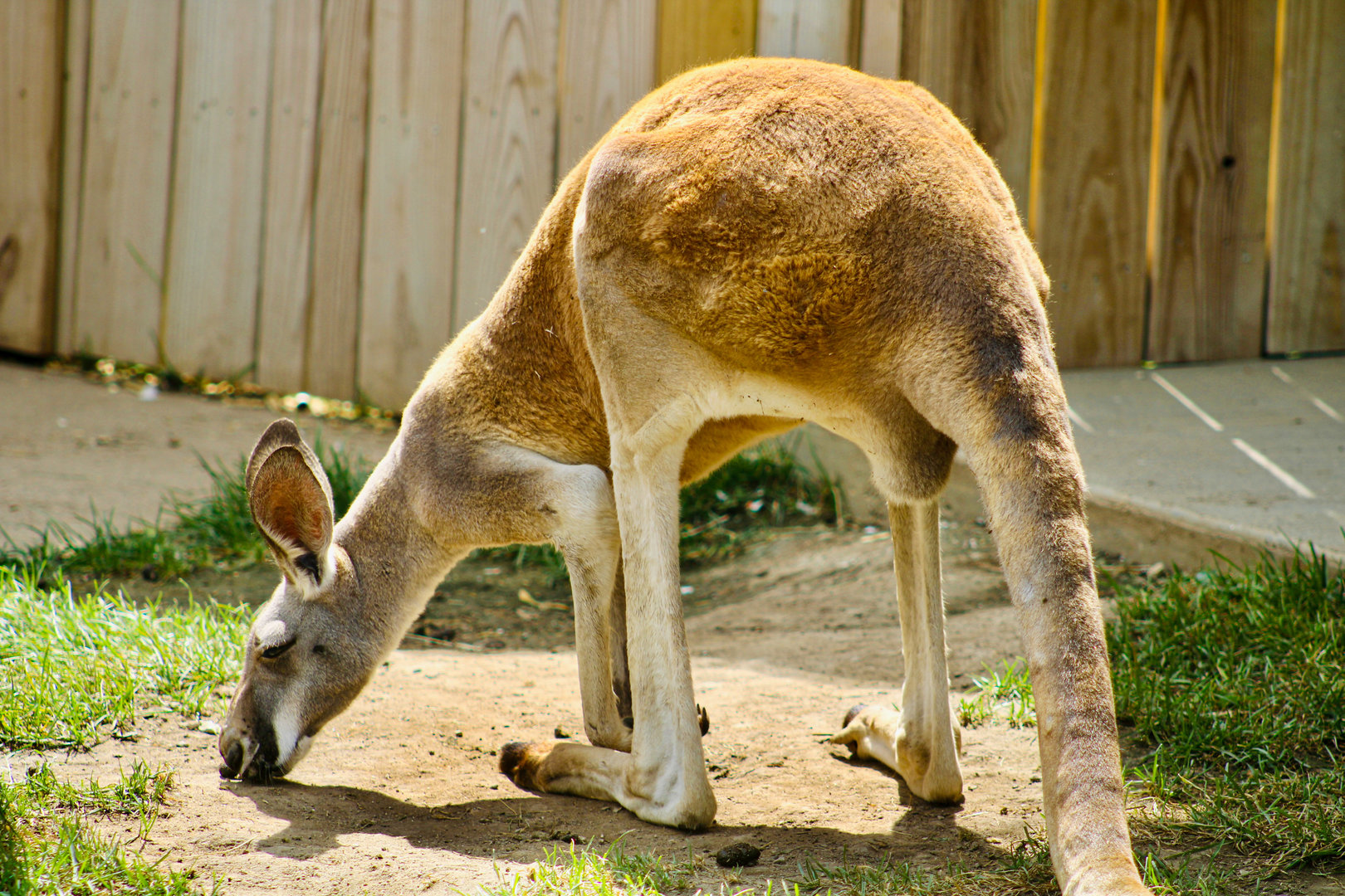 Sep. 2023 - Kangaroo Crossing - Red Kangaroo
