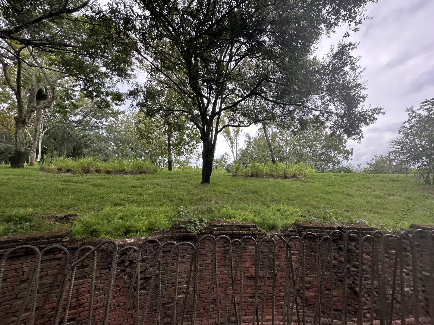 Sep. 2023 - Maharajah Jungle Trek - Replanted Exhibit (1)
