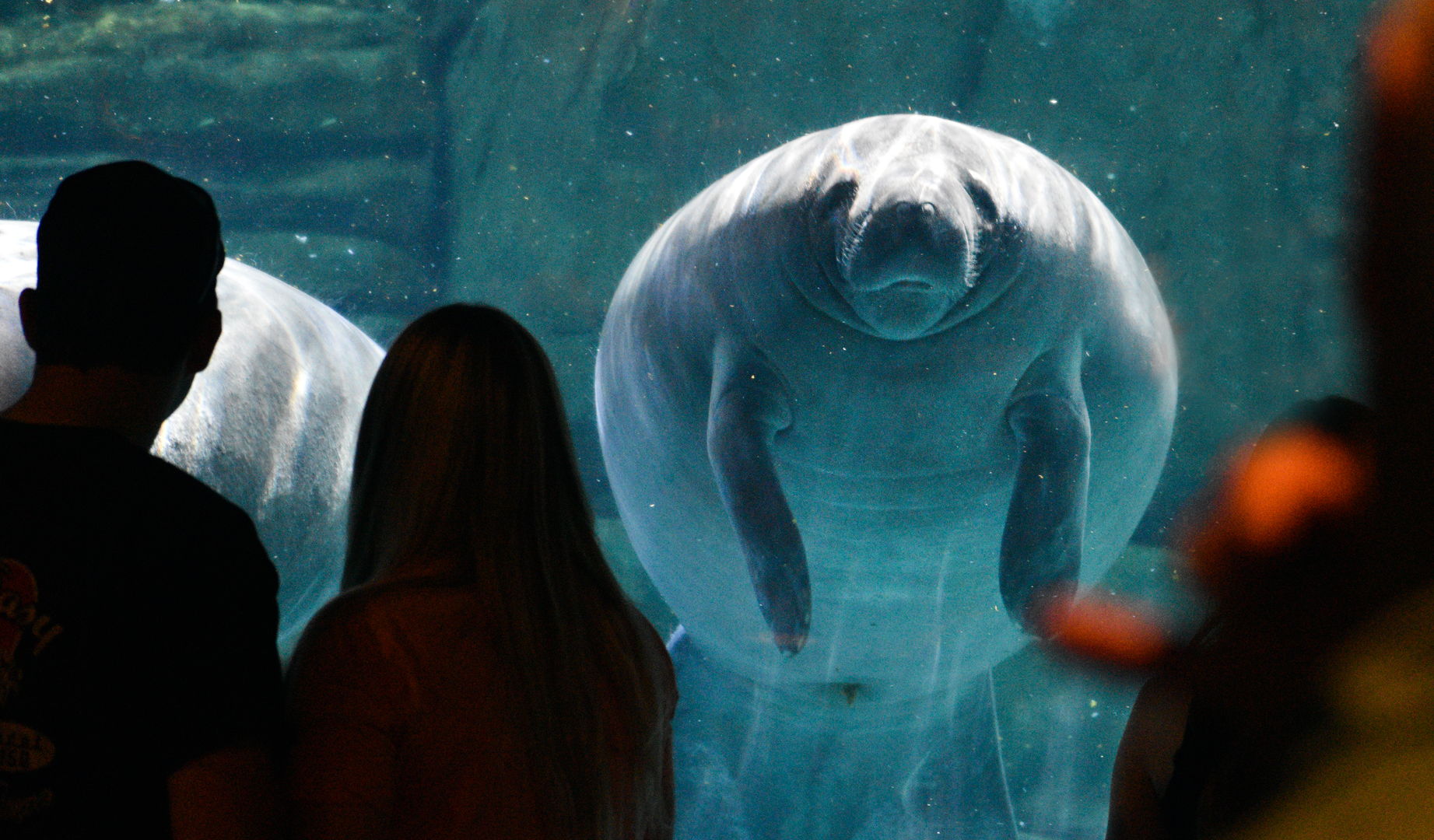 Sep. 2023 - Manatee Springs - Manatee & Admirers