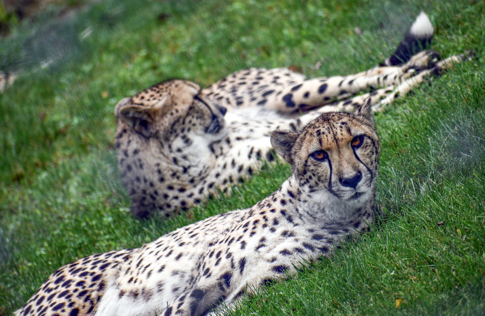 Sep. 2023 - Mid-sized Carnivore Center - Cheetahs